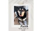 Adopt Faith a Black - with White Alaskan Malamute / Shepherd (Unknown Type) dog