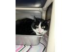 Adopt Raider a Domestic Shorthair cat in Roanoke, VA (41191945)