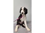 Adopt Dahlia - adoption pending a Black - with White Goldendoodle / Mixed dog in