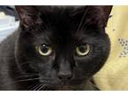Adopt Carissa a Black (Mostly) Domestic Shorthair (short coat) cat in Chicago