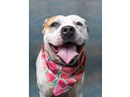 Adopt MARSHA a White American Pit Bull Terrier / Mixed dog in Atlanta