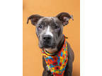 Adopt CABANA a Gray/Blue/Silver/Salt & Pepper American Pit Bull Terrier / Mixed