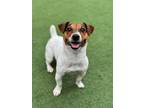 Adopt Pigeon a White - with Tan, Yellow or Fawn Jack Russell Terrier / Mixed dog