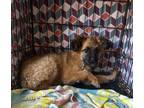 Adopt Nina a Tan/Yellow/Fawn - with Black German Shepherd Dog / Mixed dog in