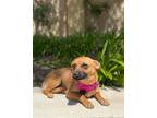 Adopt Dannie a Mixed Breed (Medium) / Mixed dog in Thousand Oaks, CA (40562881)
