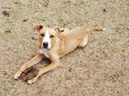 Adopt Cruzito - IN FOSTER a Tan/Yellow/Fawn German Shepherd Dog / Mixed Breed