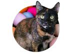 Adopt Lava Girl a All Black Domestic Shorthair / Domestic Shorthair / Mixed cat