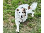 Adopt Lady Aberlin HX a White - with Black Great Pyrenees dog in Statewide