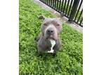 Adopt Swann a Brown/Chocolate American Pit Bull Terrier / Mixed Breed (Medium) /