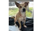 Adopt Peanut a Tan/Yellow/Fawn - with White Jack Russell Terrier / Corgi / Mixed