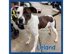 Adopt Leland a White Mixed Breed (Small) / Mixed Breed (Medium) / Mixed (short