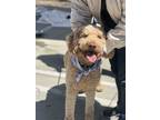 Adopt Harlow a Red/Golden/Orange/Chestnut Labradoodle / Mixed dog in Los