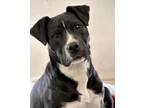 Adopt Molly a Black American Staffordshire Terrier / Mixed dog in Meadow Lake