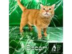 Adopt OSCAR a Orange or Red Domestic Shorthair / Mixed Breed (Medium) / Mixed
