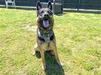 Adopt LYLE a Black German Shepherd Dog / Mixed dog in Tustin, CA (40948862)