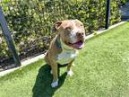Adopt COOK a Pit Bull Terrier / Mixed dog in Tustin, CA (41151844)