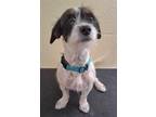 Adopt Lucy a White - with Black Terrier (Unknown Type, Small) / Mixed dog in