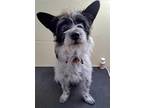 Adopt Toby a White - with Black Terrier (Unknown Type, Small) / Mixed dog in