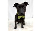 Adopt Chong a Black Basset Hound / Labrador Retriever / Mixed (short coat) dog