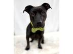 Adopt Chong a Black Basset Hound / Labrador Retriever / Mixed dog in Picayune