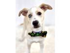 Adopt Bronx a Brindle Labrador Retriever / Mixed Breed (Medium) / Mixed (short