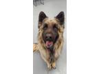 Adopt Kota a Red/Golden/Orange/Chestnut German Shepherd Dog / Mixed dog in