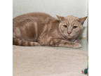 Adopt Pedia a Cream or Ivory Domestic Shorthair / Domestic Shorthair / Mixed cat