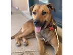 Adopt Toby a Tan/Yellow/Fawn - with Black Australian Cattle Dog / Treeing Walker