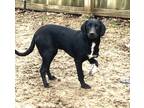 Adopt Chester a Black - with White Mutt / Mixed dog in Lakeland, TN (41192413)