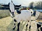 Adopt Abby a Goat farm-type animal in Lansdale, PA (41192384)