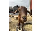 Adopt Gruff a Goat farm-type animal in Lansdale, PA (41192398)
