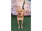 Adopt Joel a Labrador Retriever / Shepherd (Unknown Type) / Mixed dog in Los