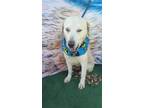 Adopt Guerrero a Labrador Retriever / Mixed dog in Portland, OR (41192055)