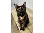 Adopt Sweet Serrano a All Black Domestic Shorthair / Domestic Shorthair / Mixed