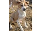 Adopt Guinivere a White - with Brown or Chocolate Hound (Unknown Type) / Mixed