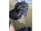Adopt Kody a Black Schnauzer (Miniature) / Mixed dog in Houston, TX (41192392)