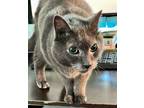 Adopt Smokey a Gray or Blue (Mostly) Domestic Shorthair (short coat) cat in