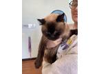Adopt Winston a Tan or Fawn Siamese / Domestic Shorthair / Mixed cat in Baton