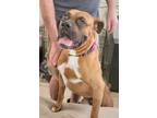 Adopt Drew a Red/Golden/Orange/Chestnut Boxer / Mixed dog in Houston