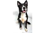 Adopt MATTHEW a Black - with White Husky / Shepherd (Unknown Type) / Mixed dog