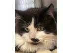Adopt GROUCHO (Dignified Gentleman) a Black & White or Tuxedo Domestic Longhair