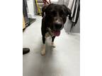 Adopt KOVU a Labrador Retriever / Collie / Mixed dog in Midwest City