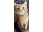 Adopt Tyler a Orange or Red Domestic Shorthair / Domestic Shorthair / Mixed cat