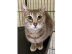 Adopt Emerald a Gray or Blue Domestic Shorthair / Domestic Shorthair / Mixed cat