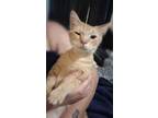 Adopt Tiger a Orange or Red American Shorthair / Mixed (short coat) cat in White