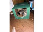 Adopt Dutch a Brown Tabby Tabby / Mixed (short coat) cat in Phoenix