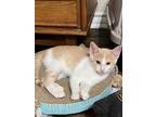 Adopt Fox One a Orange or Red Domestic Shorthair / Domestic Shorthair / Mixed