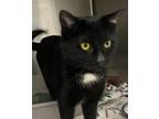 Adopt Taylor a All Black Domestic Shorthair / Domestic Shorthair / Mixed cat in