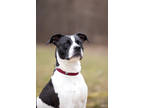 Adopt Mr. Moo - Stratford a White Mixed Breed (Large) / Mixed dog in Stratford
