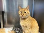 Adopt Goky a Domestic Shorthair / Mixed (short coat) cat in Lansing